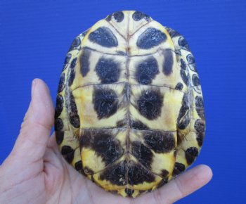 4-3/4 x 3-7/8 inches Red Eared Slider Turtle Shell