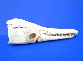 15 inches Real Alligator Gar Skull <font color=red> With Extremely Sharp Teeth</font> 