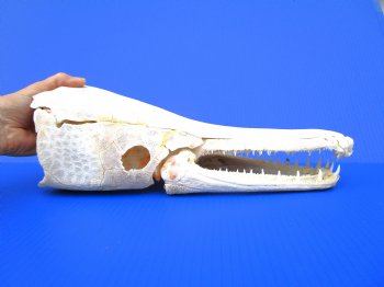15 inches Real Alligator Gar Skull <font color=red> With Extremely Sharp Teeth</font> 
