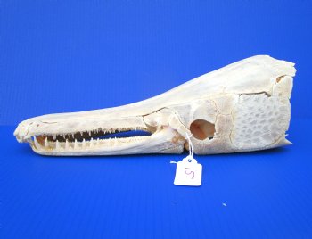 15 inches Real Alligator Gar Skull <font color=red> With Extremely Sharp Teeth</font> 