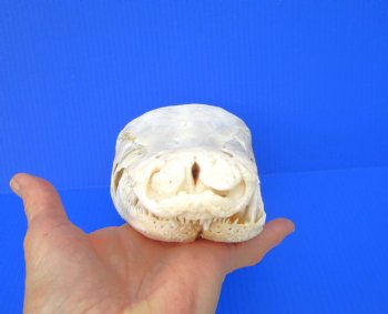 15 inches Real Alligator Gar Skull <font color=red> With Extremely Sharp Teeth</font> 