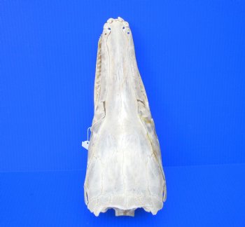 15 inches Real Alligator Gar Skull <font color=red> With Extremely Sharp Teeth</font> 