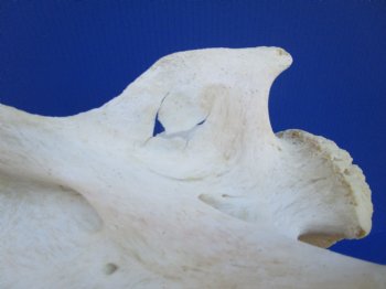 Giraffe Neck Vertebrae Bone, 12-1/4 x 4-7/8 x 7 inches (Crack in bone)