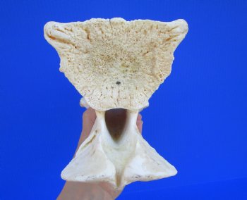 Giraffe Neck Vertebrae Bone, 12-1/4 x 4-7/8 x 7 inches (Crack in bone)