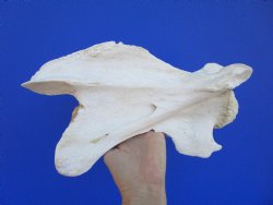 Giraffe Neck Vertebrae Bone, 13 X 5-1/4 X 7