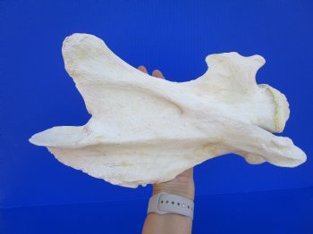 Giraffe Neck Vertebrae Bone, 13 X 5-1/4 X 7