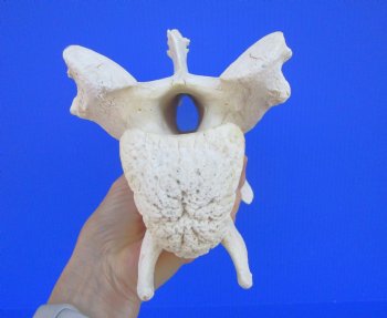 Giraffe Neck Vertebrae Bone, 13 X 5-1/4 X 7
