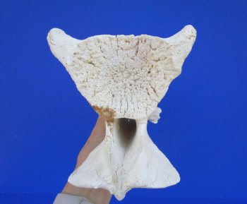 Giraffe Neck Vertebrae Bone, 13 X 5-1/4 X 7