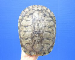 Red Eared Slider Turtle Shell, 8-1/2 by 6-1/2 inches
