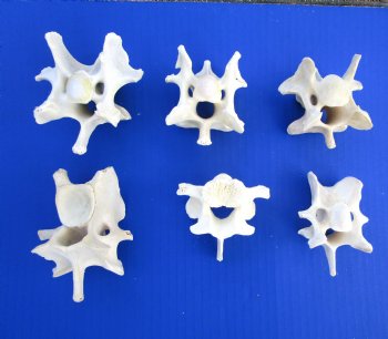 6 Wild Hog Neck Vertebrae Bones, 2-1/2 to 3-1/2 inches - Buy these for $2.65 each