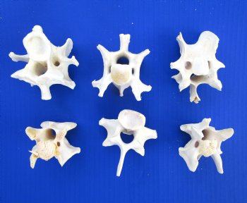 6 Wild Hog Neck Vertebrae Bones, 2-1/2 to 3-1/4 inches - Buy these for $2.65 each