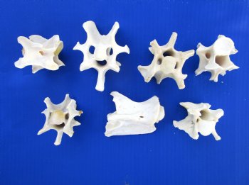 7 Wild Hog Neck Vertebrae Bones, 2-1/4 to 3-7/8 inches - Buy these for $2.65 each