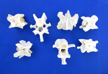 7 Wild Hog Neck Vertebrae Bones, 2-1/4 to 3-7/8 inches - Buy these for $2.65 each