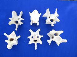 6 Wild Hog Neck Vertebrae Bones, 2-1/2 to 3-1/2 inches - Buy these for $2.65 each