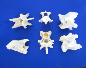 6 Wild Hog Neck Vertebrae Bones, 2-1/2 to 3-1/2 inches - Buy these for $2.65 each