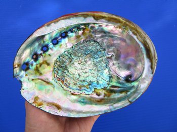 Large Blue Green Abalone Shell, 6-3/4 by 5 inches - Buy this one for $19.99