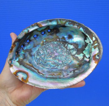 Large Blue Green Abalone Shell, 6-1/2 by 5 inches - Buy this one for $19.99