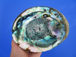 Large Blue Green Abalone Shell, 6-3/8 by 4-3/4 inches - Buy this one for $19.99