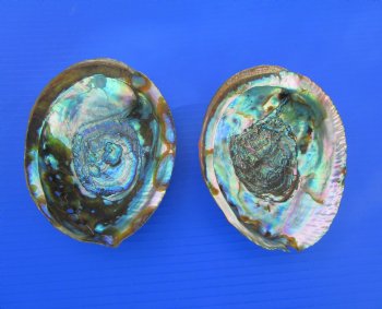 Two Blue Green Abalone Shells, 5-3/4 and 5-3/8 inches - Buy these for $11 each