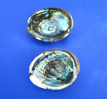 Two Blue Green Abalone Shells, 5-3/4 and 5-3/8 inches - Buy these for $11 each