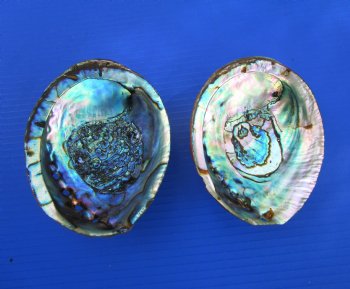 Two Blue Green Abalone Shells, 5-1/2 and 5-7/8 inches - Buy these for $11 each