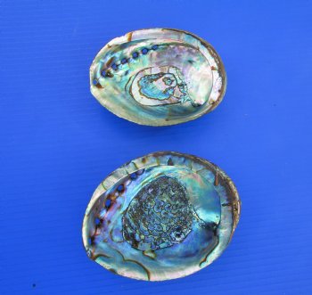 Two Blue Green Abalone Shells, 5-1/2 and 5-7/8 inches - Buy these for $11 each