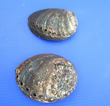 Two Blue Green Abalone Shells, 5-1/2 and 5-7/8 inches - Buy these for $11 each