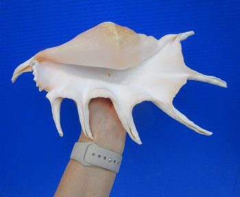 12 inches Giant Spider Conch Shell with Long Spines for $14.99