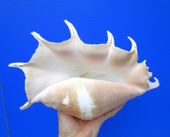 13-1/4 inches Giant Spider Conch Shell with Long Spines for $21.99
