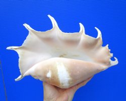 13-1/4 inches Giant Spider Conch Shell with Long Spines for $21.99