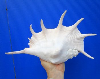 13-1/4 inches Giant Spider Conch Shell with Long Spines for $21.99