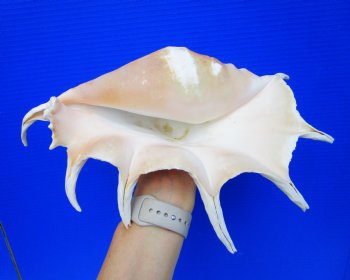 13-1/4 inches Giant Spider Conch Shell with Long Spines for $21.99