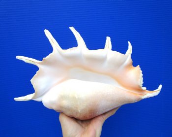 13-1/4 inches Giant Spider Conch Shell with Long Spines for $21.99
