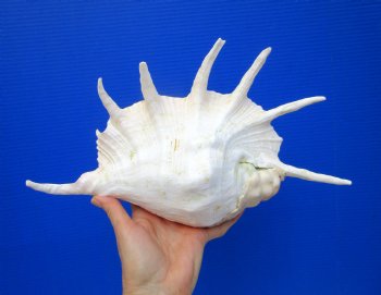 13-1/4 inches Giant Spider Conch Shell with Long Spines for $21.99