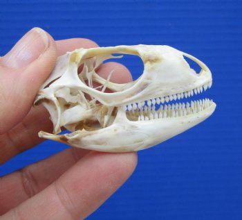 2-1/8 inches Real Iguana Skull for Sale, Beetle Cleaned,  Not Whitened for $53.99 <font color=red> SALE $44.99</font>