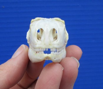 2-1/8 inches Real Iguana Skull for Sale, Beetle Cleaned,  Not Whitened for $53.99 <font color=red> SALE $44.99</font>