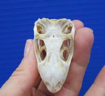 2-1/8 inches Real Iguana Skull for Sale, Beetle Cleaned,  Not Whitened for $53.99 <font color=red> SALE $44.99</font>