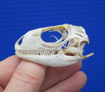 2-1/8 inches Real Iguana Skull for Sale, Beetle Cleaned,  Not Whitened for $53.99 <font color=red> SALE $44.99</font>