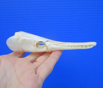 5-1/4 inches long Spotted Gar Skull for $59.99 <font color=red> SALE $49.99</FONT>