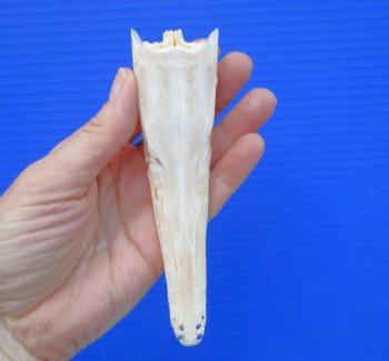 5-1/4 inches long Spotted Gar Skull for $59.99 <font color=red> SALE $49.99</FONT>