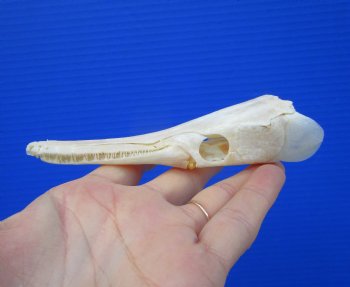 5-1/4 inches long Spotted Gar Skull for $59.99 <font color=red> SALE $49.99</FONT>