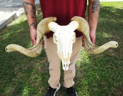 African Merino Ram Skull, Sheep Skull with 27 inches Horns - <font color=red> Discount Grade B</font> for $124.99