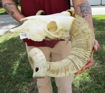 African Merino Ram Skull, Sheep Skull with 27 inches Horns - <font color=red> Discount Grade B</font> for $124.99
