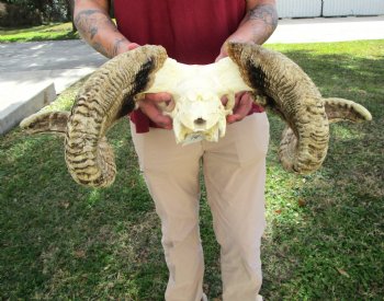 African Merino Ram Skull, Sheep Skull with 27 inches Horns - <font color=red> Discount Grade B</font> for $124.99
