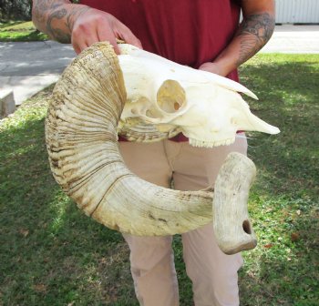 African Merino Ram Skull, Sheep Skull with 27 inches Horns - <font color=red> Discount Grade B</font> for $124.99
