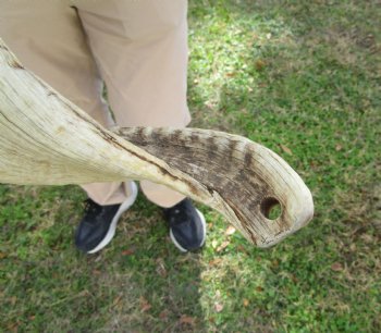 African Merino Ram Skull, Sheep Skull with 27 inches Horns - <font color=red> Discount Grade B</font> for $124.99