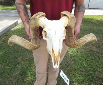 African Merino Ram Skull, Sheep Skull with 28 inches Horns - <font color=red> Discount Grade B</font> for $129.99