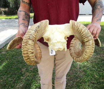 African Merino Ram Skull, Sheep Skull with 28 inches Horns - <font color=red> Discount Grade B</font> for $129.99