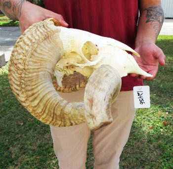 African Merino Ram Skull, Sheep Skull with 28 inches Horns - <font color=red> Discount Grade B</font> for $129.99