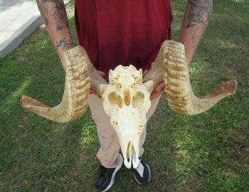 African Merino Ram Skull, Sheep Skull with 28 inches Horns - <font color=red> Discount Grade B</font> for $129.99